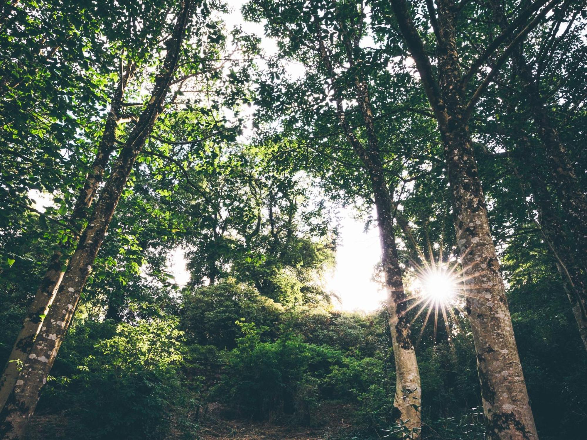 The Forest At Mount Congreve Gardens Kilmeaden Экстерьер фото