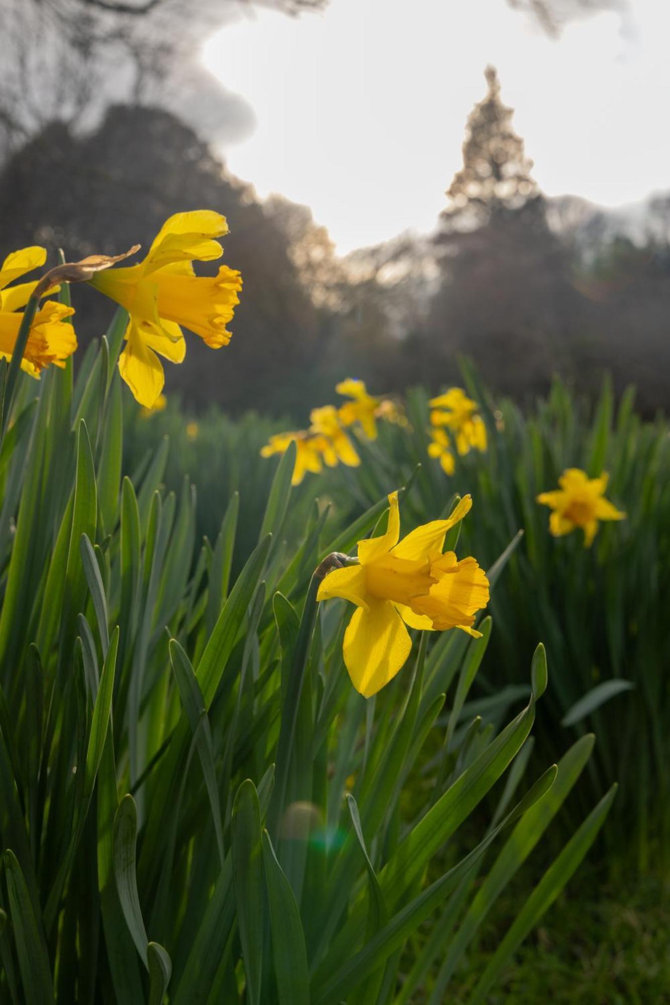 The Forest At Mount Congreve Gardens Kilmeaden Экстерьер фото